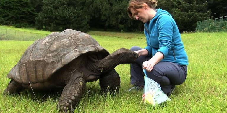Jonathan, tortue géante des Seychelles âgée de 193 ans, au cœur d'une fausse annonce de mort